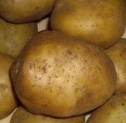 Продаем картофель в Рязанской области 5, 50 руб. 