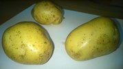 Картофель в Тамбовской области