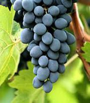 Виноград свежий сорта Молдова. 