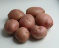 Продаем семенной картофель Романо