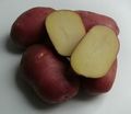 Продаем семенной картофель краснокожурных сортов