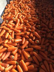 продажа моркови