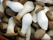 Семена грибов эринги (королевская вешенка)