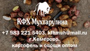 Картофель и другие овощи оптом из г.Кемерово от производителя
