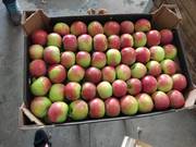 Яблоко оптом из Беларуси от производителя.