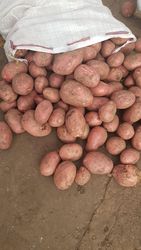 Продовольственный картофель Беларусь, Гомель оптом 5+ 6, 5р от КФХ